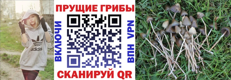 Псилоцибиновые грибы GOLDEN TEACHER  купить закладку  мега   Тимашёвск 